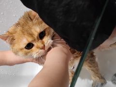 -FAELING PETS美天灵宠物(合生汇店)