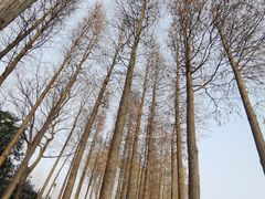 -苏州太湖湖滨国家湿地公园