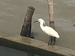 -观桥阁(锦溪店)