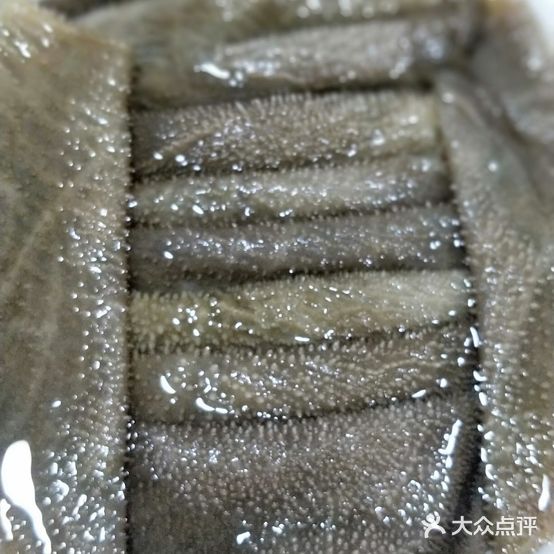 鲜毛肚火锅(民族路店)