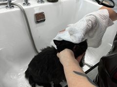 -爱洗澡的猫(望京店)