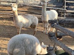 -清风小镇闯关东影视基地