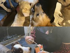 -萌喵宠狗爱心宠咖