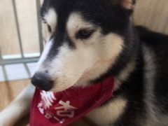 -Husky Go! 哈士奇体验馆·宠物咖啡厅狗咖