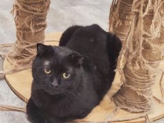 -楼上猫咖(罗湖店)