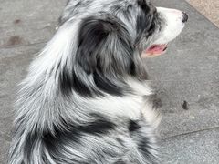 -小伙伴宠物医院•急重症转诊中心·老年专科·犬猫全科(北大街总院)