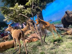 -国家自然博物馆