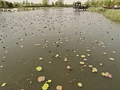 -羊亭河湿地公园