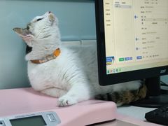 -嘉馨宠物医院·CT影像转诊·心脏科·犬猫全科诊疗中心(下沙大学城院区)