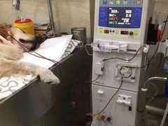 -瑞派天使宠物医院·神经外科·骨科·核磁CT(洛川中路店)