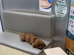 -爱侣宠医·鹦鹉专科·小型哺乳类·异宠专科(灵石路店)