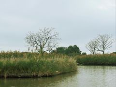 -大湾区中央湿地公园