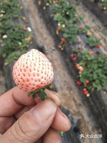 这是白雪公主草莓，更好吃非常香，个头不大整个都是全白