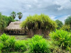 -中国科学院西双版纳热带植物园