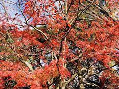 -京都御所