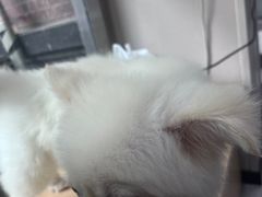 -瑞鹏宠物医院·超声·骨科·奇麟分院(蜀都万达店)