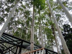 -桉树林A coffee 森林餐厅(三圣乡店)