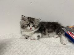 -小猫来了·猫舍(红山六九七九店)