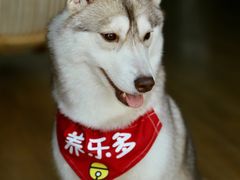 -Husky Go! 哈士奇体验馆·宠物咖啡厅狗咖