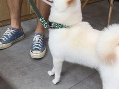 -帕帕拉兹宠物(亚洲旗舰店)