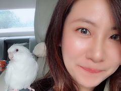 -momokira米努特·德文卷毛猫·棉花面纱犬