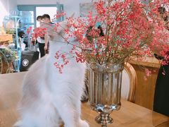 -共舞时光猫咖·狗咖(新街口店)