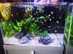 -咕嘟草帽鱼·牛奶一样的鲜鱼汤(包河万达广场创始店)