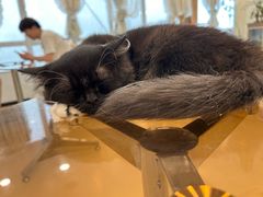 -共舞时光猫咖·狗咖(新街口店)