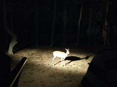 -清迈夜间动物园