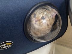 -瑞派康怡24h宠物医院·犬猫医疗中心·微创绝育(瑞景分院)