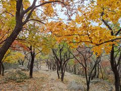 -北京鹫峰国家森林公园