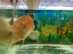 -ventus spa 沙巴亚庇正宗精油按摩会所