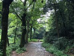 -龙井村