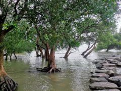 -宝安西湾红树林湿地公园