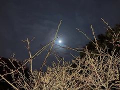 -红梅公园