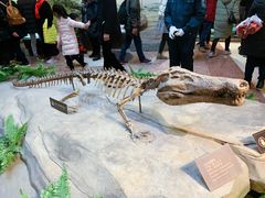 -自贡恐龙博物馆