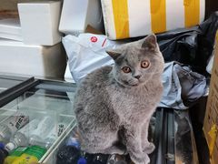 -正飞鲜奶(吐鲁番路店)
