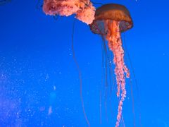 -太平洋海底世界