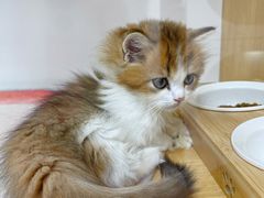 -青奢宠物·青奢猫舍