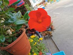 -溪岸路花鸟市场