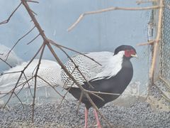 -青藏高原野生动物园