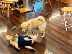 -豆柴町-柴犬主题狗咖(红鼎国际C座店)