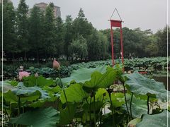 -陈家山荷花公园