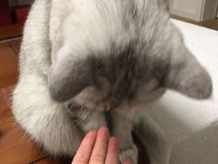 -阿男野栗王(金门路店)