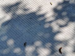 -广东惠东海龟国家级自然保护区