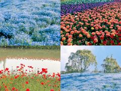 -花开海上生态园