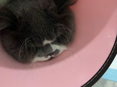 -暖阳宠物医院·犬猫康复中心·骨科