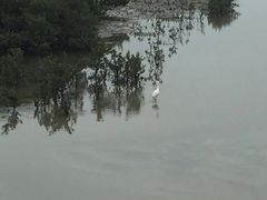 -北海金海湾红树林生态旅游区