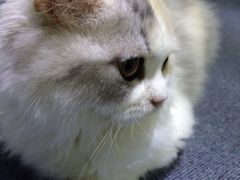 iphone_upload_pic-喵的天空名猫咖啡馆·撸猫·猫舍·用品