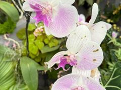-上海鲜花港